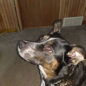 Meet your Posher, Ronald